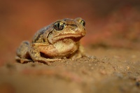 Blatnice skvrnita - Pelobates fuscus - Common Spadefoot 3284